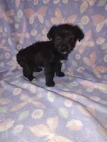 Bella, a female Yorkshire Terrier and Poodle - Toy  for sale in Lapeer, MI – 4 of 10