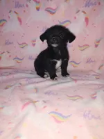 Lola, a female Yorkshire Terrier and Poodle - Toy  for sale in Lapeer, MI – 3 of 10