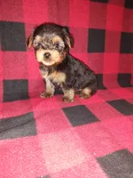 Marty, a male Yorkshire Terrier for sale in Lapeer, MI – 2 of 10