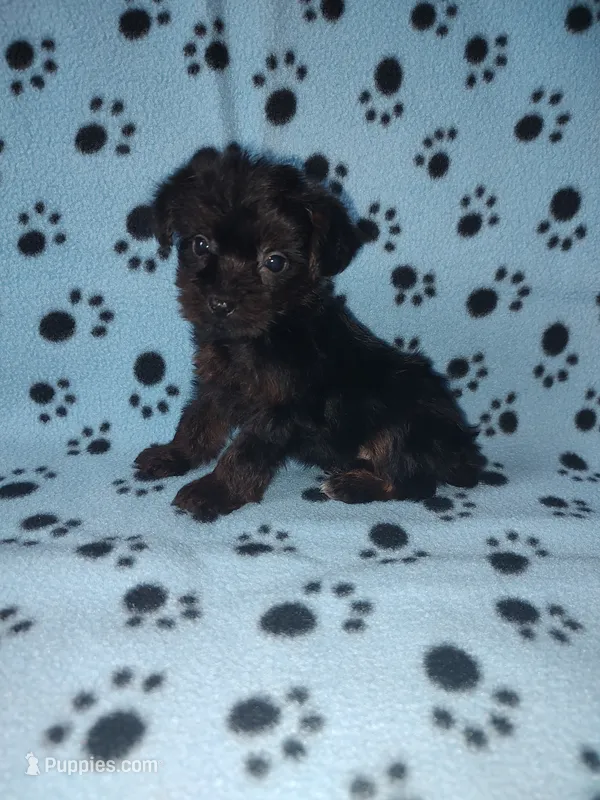 Benny – Yorkshire Terrier, Poodle - Toy  puppy for sale in Lapeer, MI