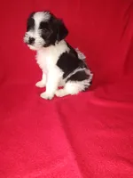 Blake, a male Yorkshire Terrier and Poodle - Toy  for sale in Lapeer, MI – 10 of 10