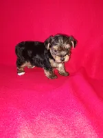 Anna, a female Yorkshire Terrier for sale in Lapeer, MI – 9 of 10