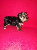 Anna, a female Yorkshire Terrier for sale in Lapeer, MI – 3 of 10