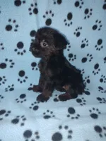 Benny, a male Yorkshire Terrier and Poodle - Toy  for sale in Lapeer, MI – 7 of 10