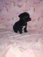 Lola, a female Yorkshire Terrier and Poodle - Toy  for sale in Lapeer, MI – 8 of 10