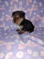 Bell, a female Yorkshire Terrier for sale in Lapeer, MI – 9 of 10