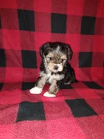 Benny, a male Maltese and Yorkshire Terrier for sale in Lapeer, MI – 7 of 10
