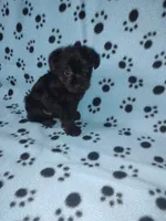 Benny, a male Yorkshire Terrier and Poodle - Toy  for sale in Lapeer, MI – 8 of 10