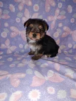 Bell, a female Yorkshire Terrier for sale in Lapeer, MI – 6 of 10