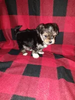 Benny, a male Maltese and Yorkshire Terrier for sale in Lapeer, MI – 2 of 10