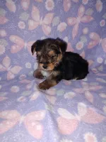 Bell, a female Yorkshire Terrier for sale in Lapeer, MI – 4 of 10