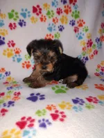 Ava, a female Yorkshire Terrier for sale in Lapeer, MI – 10 of 10