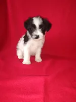 Blake, a male Yorkshire Terrier and Poodle - Toy  for sale in Lapeer, MI – 4 of 10