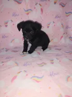 Lola, a female Yorkshire Terrier and Poodle - Toy  for sale in Lapeer, MI – 2 of 10