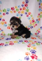 Lady, a female Maltese and Yorkshire Terrier for sale in Lapeer, MI – 7 of 8