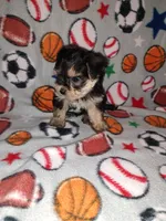 Sammy, a male Maltese and Yorkshire Terrier for sale in Lapeer, MI – 9 of 10