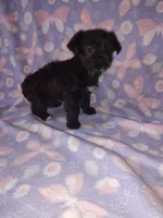 Bella, a female Yorkshire Terrier and Poodle - Toy  for sale in Lapeer, MI – 8 of 10