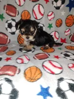 Sammy, a male Maltese and Yorkshire Terrier for sale in Lapeer, MI – 7 of 10
