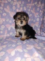 Bella, a female Maltese and Yorkshire Terrier for sale in Lapeer, MI – 8 of 10