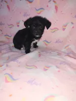 Lola, a female Yorkshire Terrier and Poodle - Toy  for sale in Lapeer, MI – 10 of 10