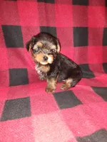 Marty, a male Yorkshire Terrier for sale in Lapeer, MI – 3 of 10