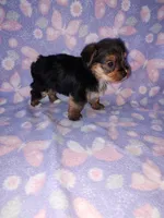 Bell, a female Yorkshire Terrier for sale in Lapeer, MI – 8 of 10