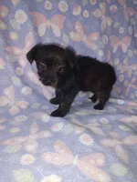 Bella, a female Yorkshire Terrier and Poodle - Toy  for sale in Lapeer, MI – 3 of 10