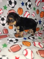 Charlie, a male Maltese and Yorkshire Terrier for sale in Lapeer, MI – 3 of 9
