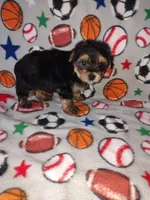 Charlie, a male Maltese and Yorkshire Terrier for sale in Lapeer, MI – 6 of 9