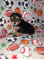Charlie, a male Maltese and Yorkshire Terrier for sale in Lapeer, MI – 2 of 9
