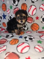 Charlie, a male Maltese and Yorkshire Terrier for sale in Lapeer, MI – 8 of 9