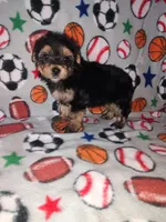 Charlie, a male Maltese and Yorkshire Terrier for sale in Lapeer, MI – 1 of 9