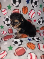 Charlie, a male Maltese and Yorkshire Terrier for sale in Lapeer, MI – 5 of 9