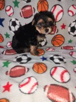 Charlie, a male Maltese and Yorkshire Terrier for sale in Lapeer, MI – 7 of 9