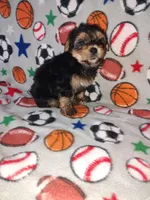 Charlie, a male Maltese and Yorkshire Terrier for sale in Lapeer, MI – 9 of 9