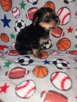 Charlie, a male Maltese and Yorkshire Terrier for sale in Lapeer, MI – 4 of 9