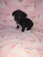 Lola, a female Yorkshire Terrier and Poodle - Toy  for sale in Lapeer, MI – 6 of 10
