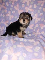 Bella, a female Maltese and Yorkshire Terrier for sale in Lapeer, MI – 4 of 10