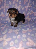 Bell, a female Yorkshire Terrier for sale in Lapeer, MI – 5 of 10