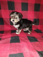 Benny, a male Maltese and Yorkshire Terrier for sale in Lapeer, MI – 8 of 10