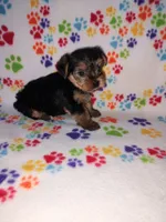 Ava, a female Yorkshire Terrier for sale in Lapeer, MI – 3 of 10
