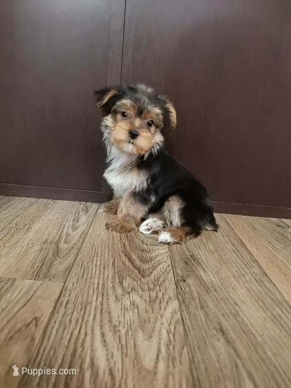 Bell – Yorkshire Terrier puppy for sale in Lapeer, MI