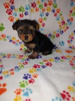 Mia, a female Yorkshire Terrier for sale in Lapeer, MI – Photo 9 of 10