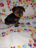 Mia, a female Yorkshire Terrier for sale in Lapeer, MI – Photo 3 of 10