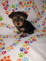 Mia, a female Yorkshire Terrier for sale in Lapeer, MI – Photo 10 of 10