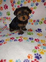 Mia, a female Yorkshire Terrier for sale in Lapeer, MI – Photo 8 of 10