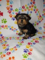 Mia, a female Yorkshire Terrier for sale in Lapeer, MI – Photo 1 of 10