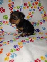 Mia, a female Yorkshire Terrier for sale in Lapeer, MI – Photo 4 of 10