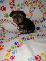 Mia, a female Yorkshire Terrier for sale in Lapeer, MI – Photo 5 of 10