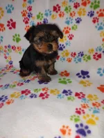 Mia, a female Yorkshire Terrier for sale in Lapeer, MI – Photo 6 of 10